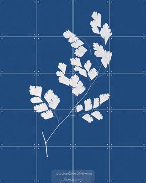 'Adiantum Tenerum Fern' van Aster Edition