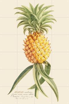 IXXI - Ananas 2 by Aster Edition 