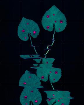 'I Beleaf In Love' by Amber Lauder