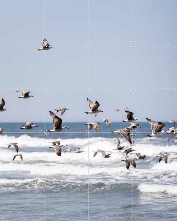 Birds and the Sea 2