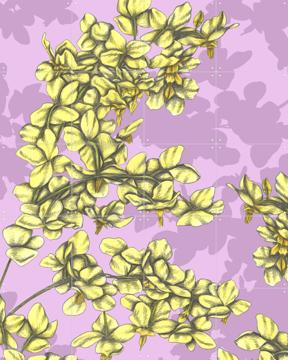 'Candy Flowers' par Cecilia Battaini