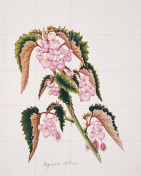 'Lily Pad Begonia' van Natural History Museum