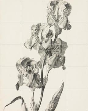 'Pale lis' by Gerard van Spaendonck & Het Noordbrabants Museum