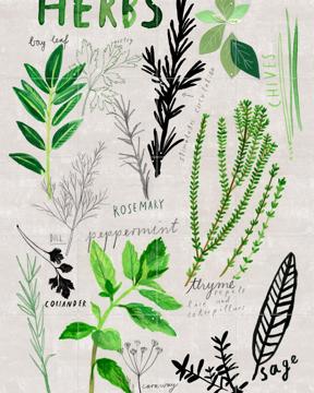 'Herbs' von Signorinah