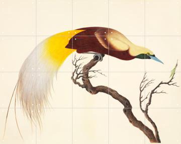 IXXI - Lesser Bird of Paradise by John Reeves & Natural History Museum