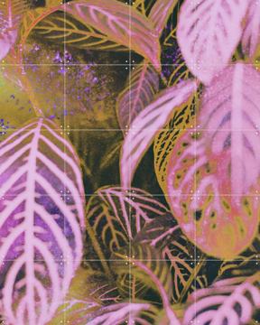 'Seek' by Amber Lauder