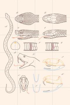 'Serpent - Anatomie' van Aster Edition