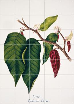 'Theobroma Cacao Plate 48' von Natural History Museum