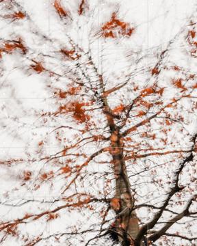 'Autumn Tree' van Photolovers