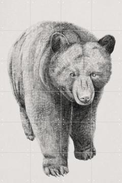 IXXI - Black Bear by Artist unknown & Natural History Museum