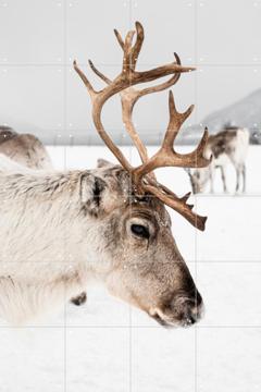 IXXI - Reindeer in Norway by Henrike Schenk 