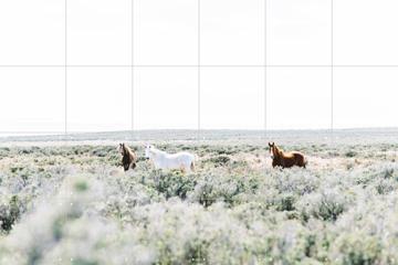 'Wild Horses' by Chris Abatzis
