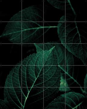 'Dark Leaves' by Mareike Böhmer