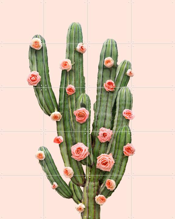 Cactus and Roses