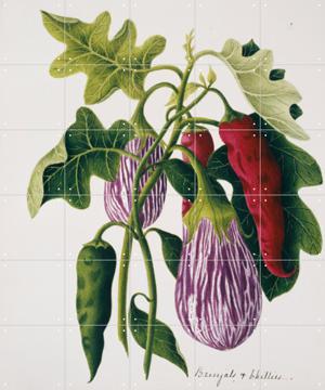 IXXI - Solanum melongena, eggplant and capsicum by Natural History Museum & Natural History Museum