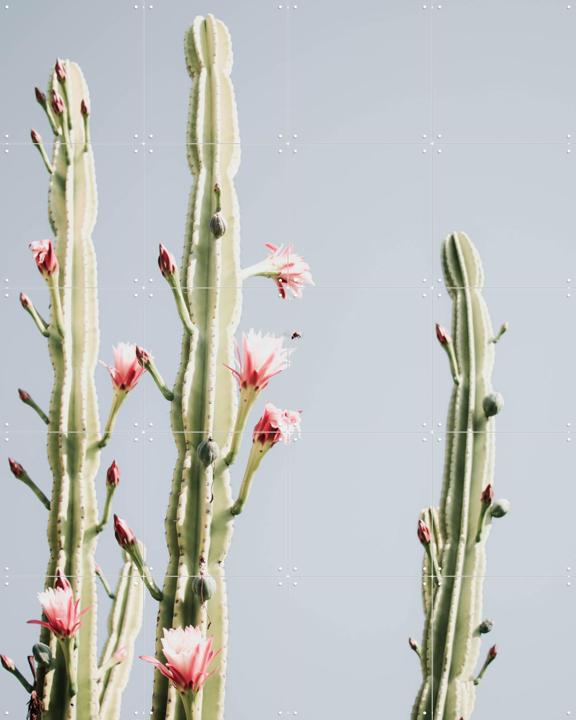 Cerus Cactus Flowers