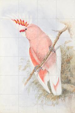 IXXI - Pink Cockatoo by Natural History Museum & Natural History Museum