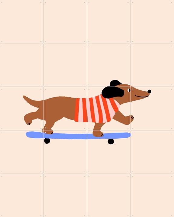 Dachshund on Skateboard