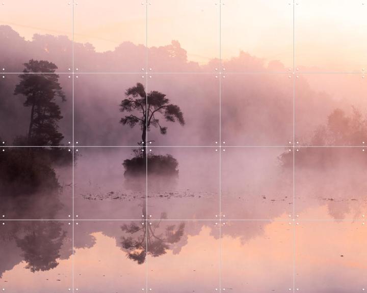 Lonely Tree in Oisterwijk