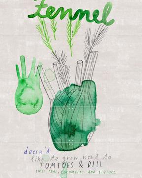 'Fennel' van Signorinah