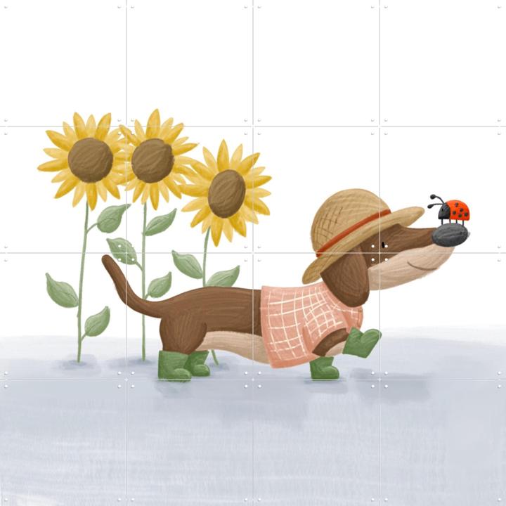 Sunflower Dachshund