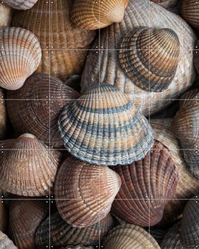'Schelpen bruin, beige en zandkleurig' by Marjolijn van den Berg