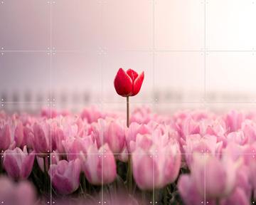 'Dutch Rebels Romanticist' by Claire Droppert