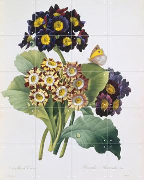 IXXI - Primula Auricula by Pierre Joseph Redoute & Natural History Museum