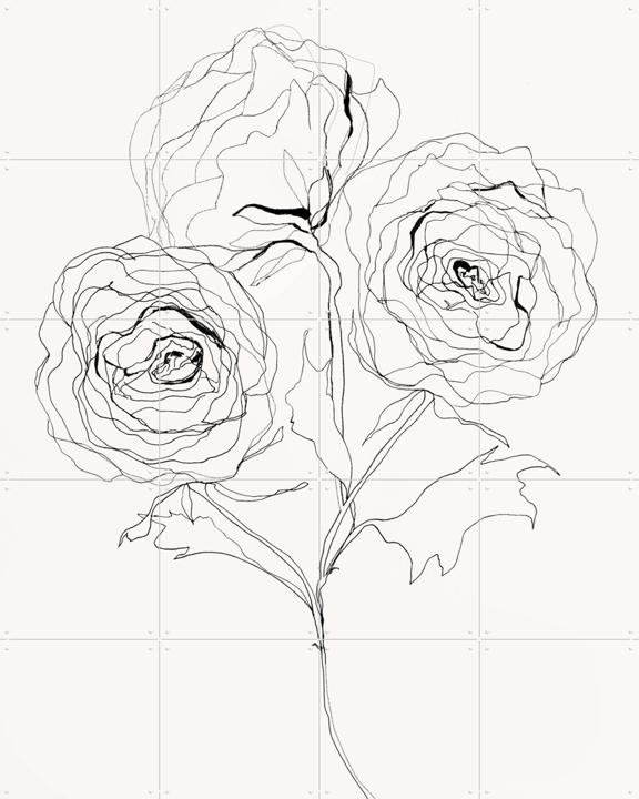 Ranunculus Study
