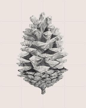 'Pine Cone light' van IXXI