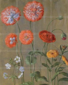 'Poppies' by Johann Jakob Walther & Victoria and Albert Museum