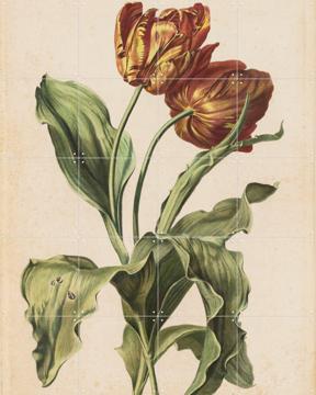 'Tulips' by Gerard van Spaendonck & Het Noordbrabants Museum