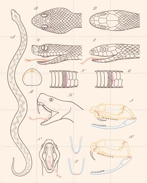'Serpent - Anatomie' van Aster Edition