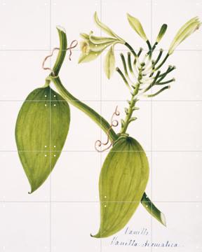 'Vanilla aromatica' by Natural History Museum