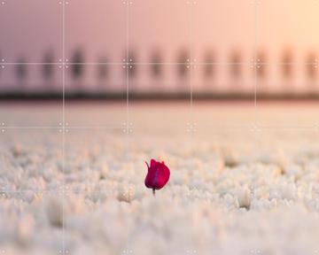 'The One that Stands Apart' par Claire Droppert