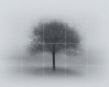 'Tree in Fog' by Aidong Ning