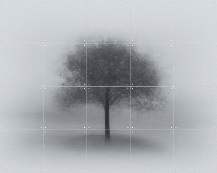 Tree in Fog