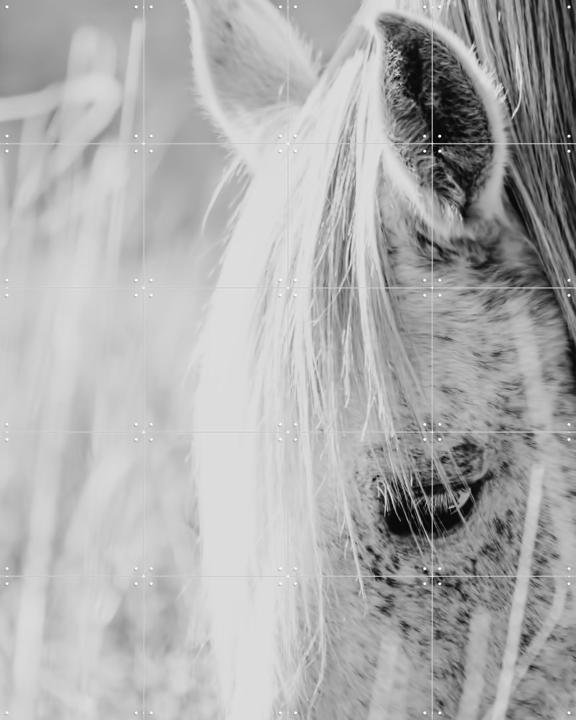 Wild Horse Indie Rose