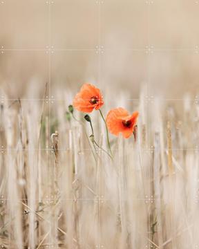 'Summer Poppies' by Mareike Böhmer