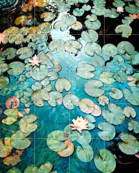 Waterlilies