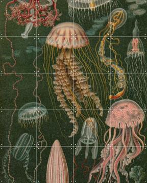 'Quallen' by Aster Edition