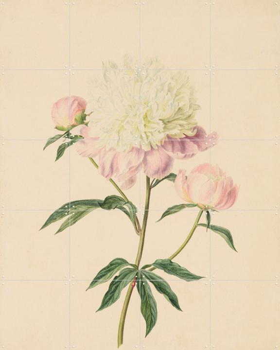 Peony