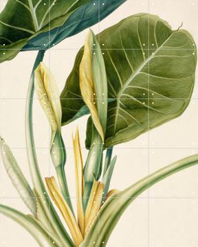 IXXI - Colocasia esculenta by George Dionysius Ehret & Natural History Museum