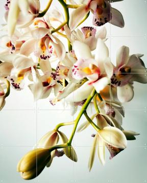 'Tiny Orchids' von Angelo Cerantola