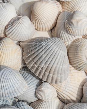 'Schelpen wit, creme en beige ' by Marjolijn van den Berg