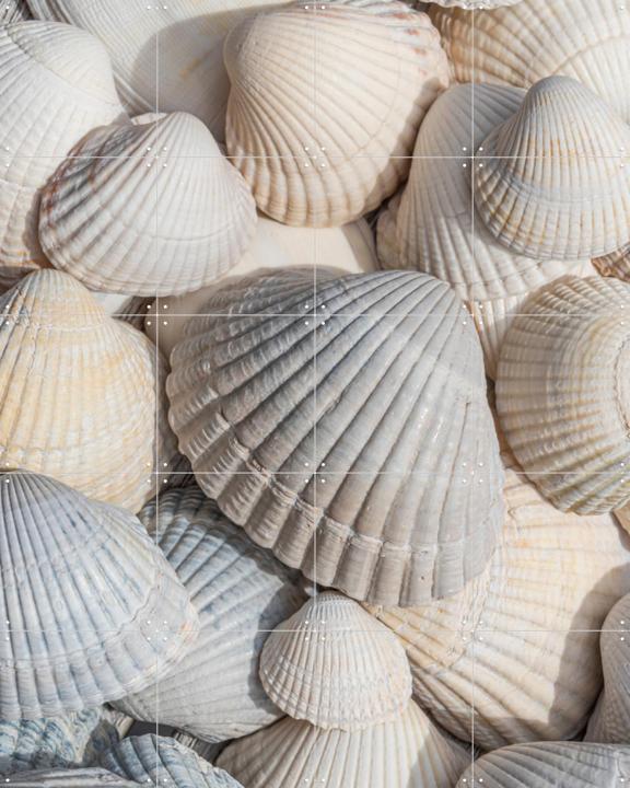 Schelpen wit, creme en beige 