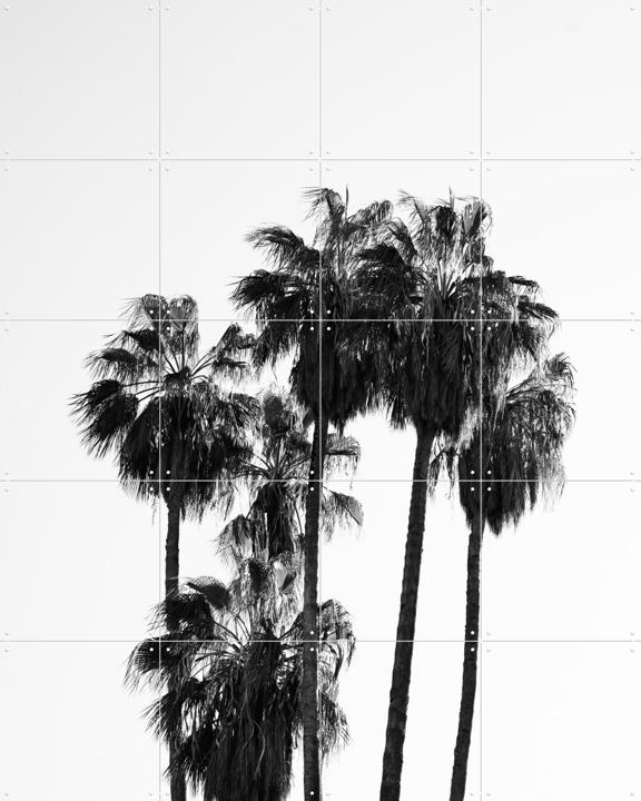 Palms in the Wind