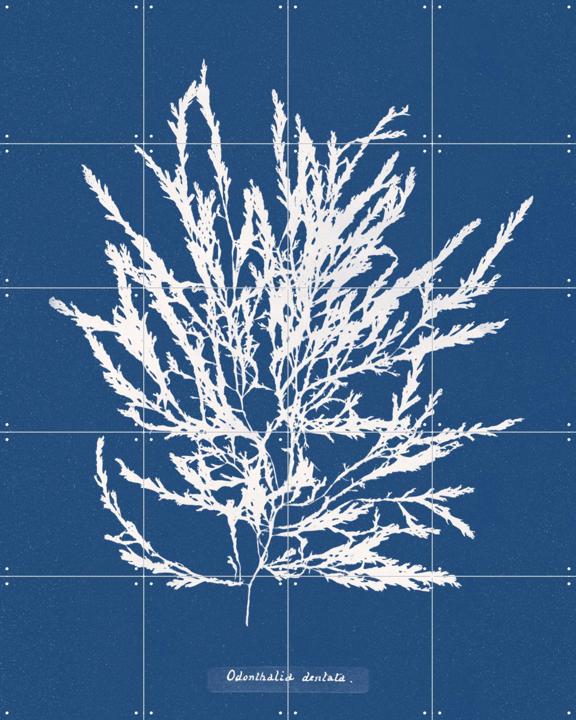 Odonthalia Dentata - Fern