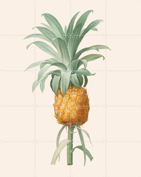 'Ananas' by Aster Edition