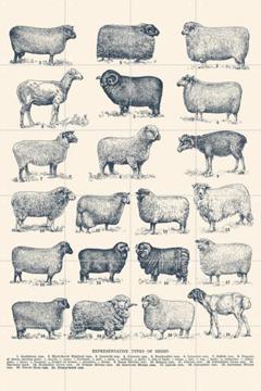 'Representative Types of Sheep' van Aster Edition